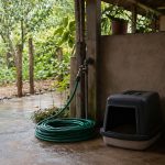 Quintal rural com mangueira verde, caixa de areia de gato e comedouro de aves em área coberta.