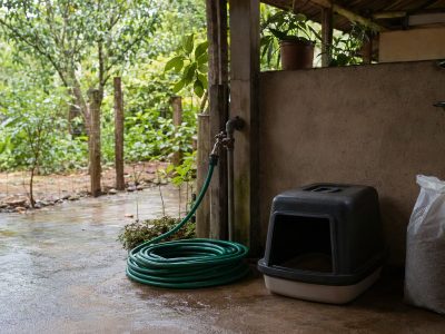 Quintal rural com mangueira verde, caixa de areia de gato e comedouro de aves em área coberta.